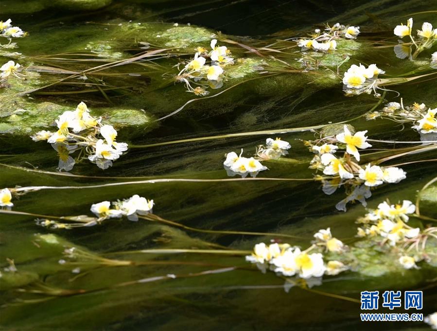 广西都安海菜花开