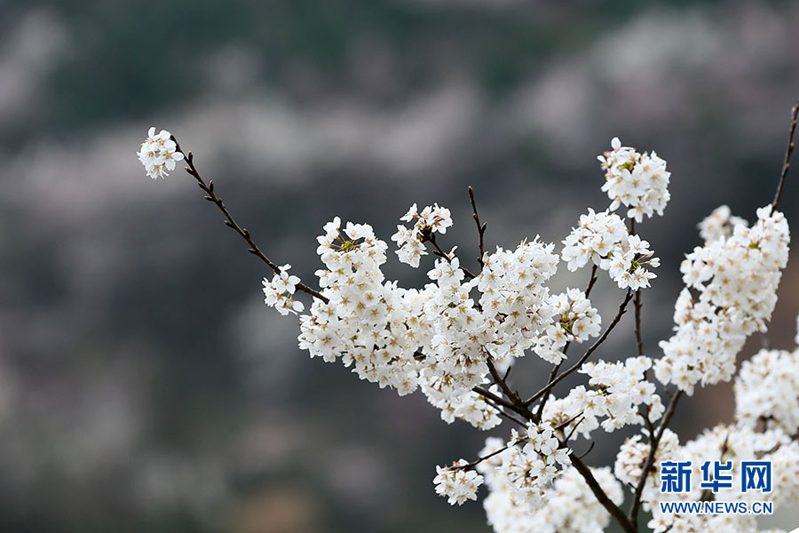 壮观！大幕山万株野樱花绽放