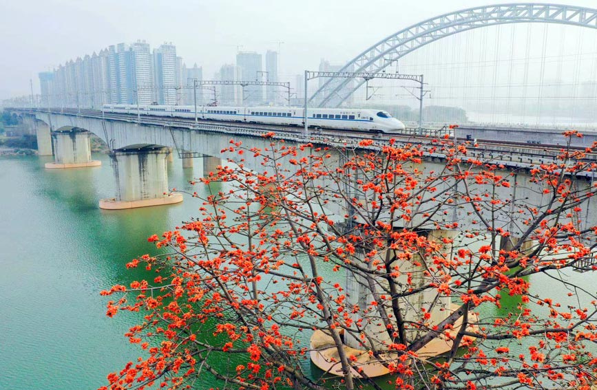 广西：花争艳 春满城