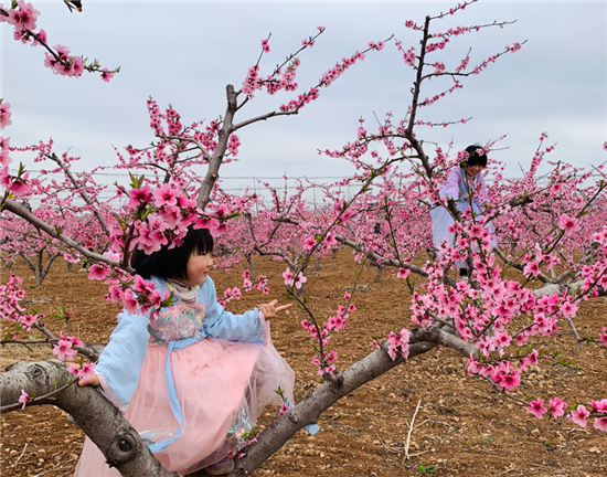 【原创】平顶山市郏县第二届大宋·上瑞里·桃花旅游节开幕_fororder_图片4