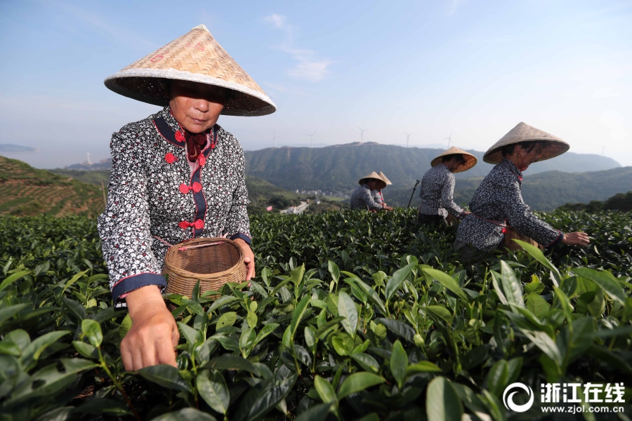 台州：又到秋茶采摘时