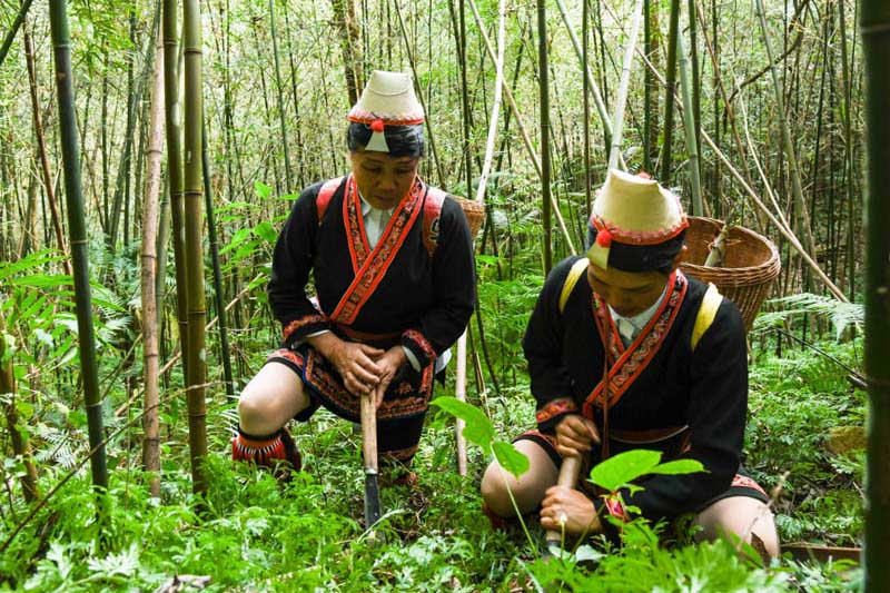 广西金秀：舌尖上的瑶家竹笋酿