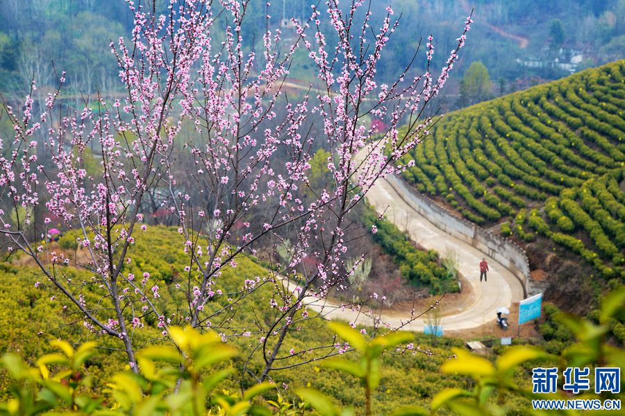 信阳商城：茶园春色