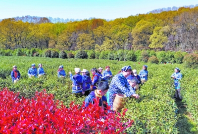 首批钟山雨花茶开采