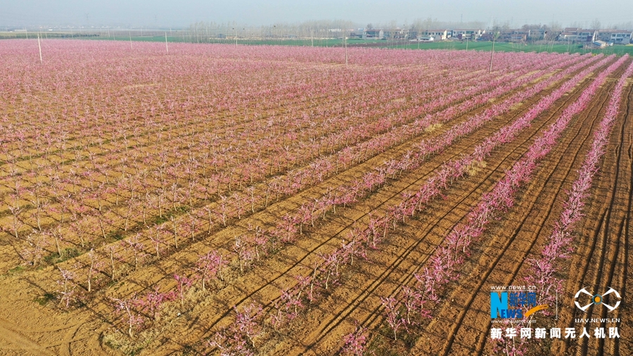 【焦点图-大图】【移动端-轮播图】河南鄢陵：桃花朵朵春满园