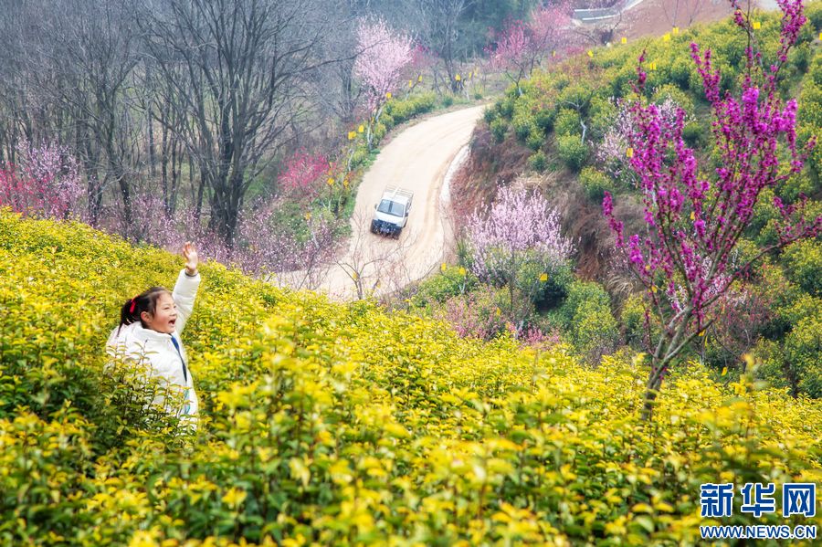 信阳商城：茶园春色