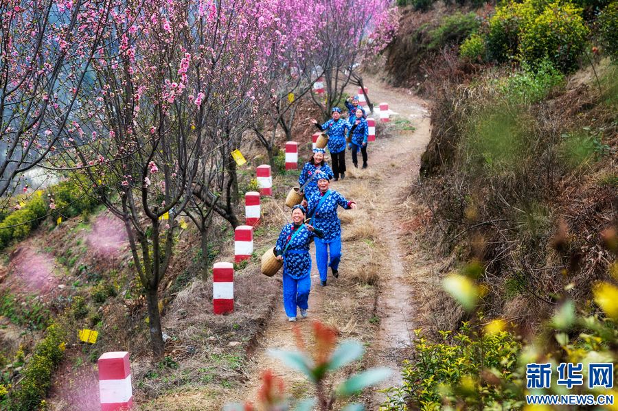 信阳商城：茶园春色