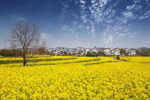 花在淳慢城 何须出金陵，第十三届中国·高淳国际慢城金花旅游节即将开幕