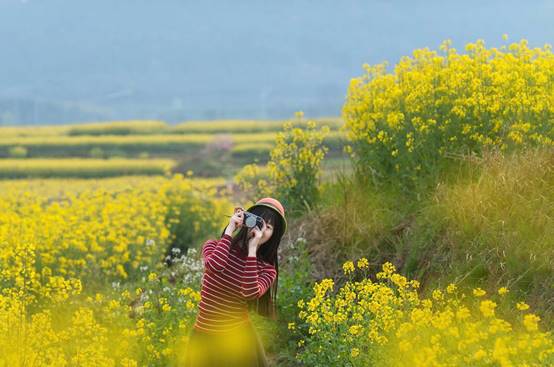 花在淳慢城 何须出金陵，第十三届中国·高淳国际慢城金花旅游节即将开幕