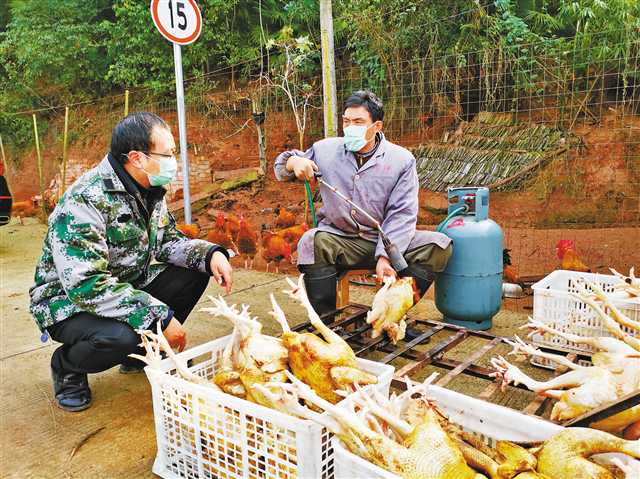 【区县联动】铜梁:“扶贫鸡”成了“品牌鸡”“发财鸡”