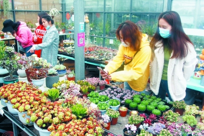 （要闻 三吴大地南京 移动版）南京花鸟市场恢复营业