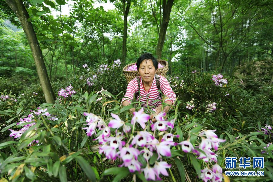 贵州赤水：石斛花开出“美丽经济”