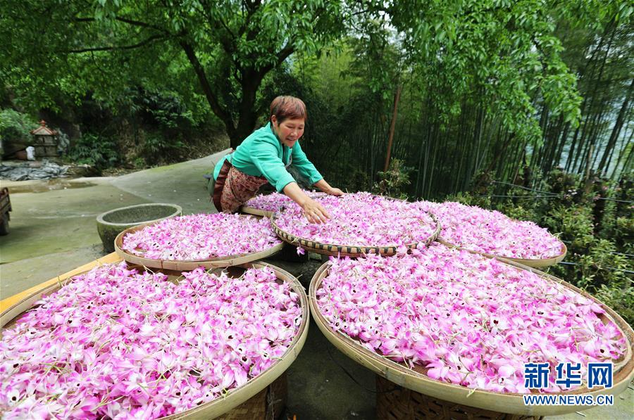 贵州赤水：石斛花开出“美丽经济”