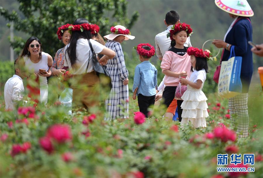 云南安宁：五月的鲜花 甜蜜的生活