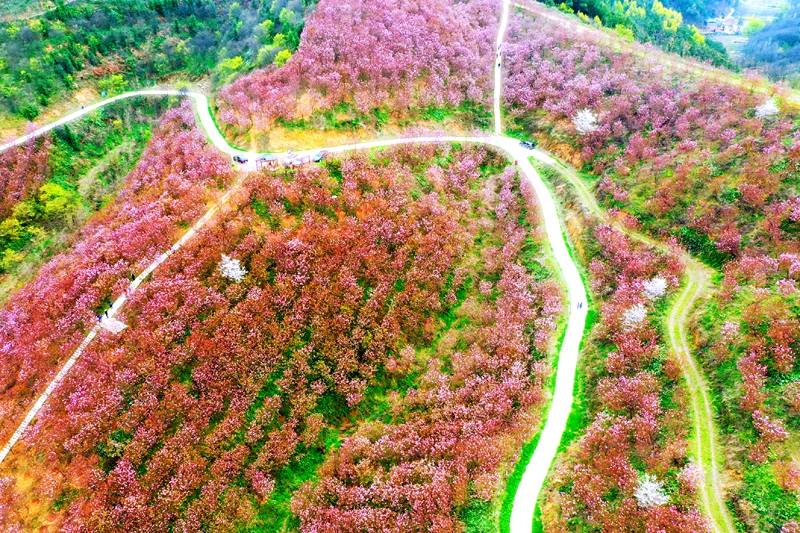 信阳商城：樱花开春意浓