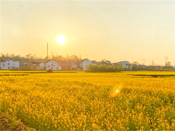 2021中国最美油菜花海汉中旅游文化节在汉中市西乡县启动