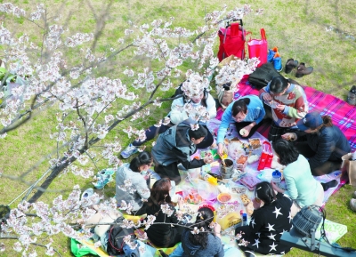 鸡鸣寺玄武湖樱花进入盛花期