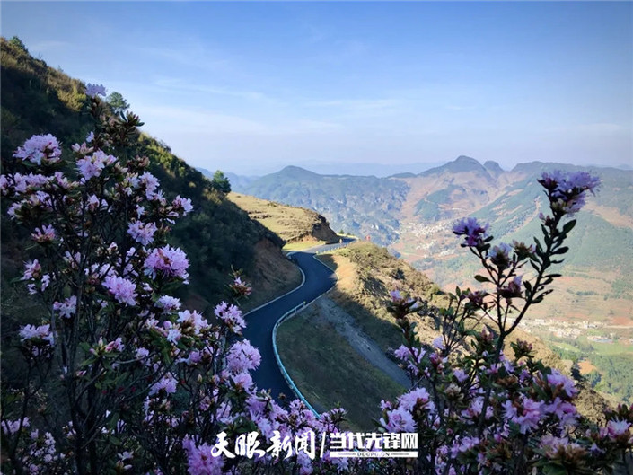 （旅游）乌蒙大草原：杜鹃花开春意浓 草原风光美