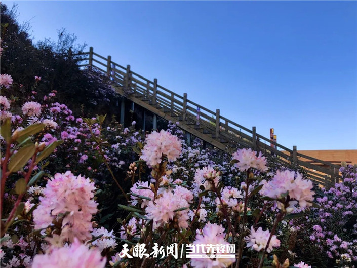 （旅游）乌蒙大草原：杜鹃花开春意浓 草原风光美