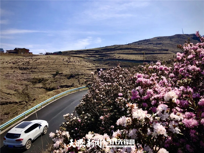 （旅游）乌蒙大草原：杜鹃花开春意浓 草原风光美