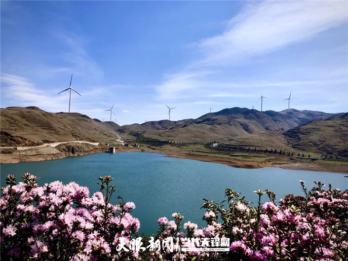 （旅游）乌蒙大草原：杜鹃花开春意浓 草原风光美