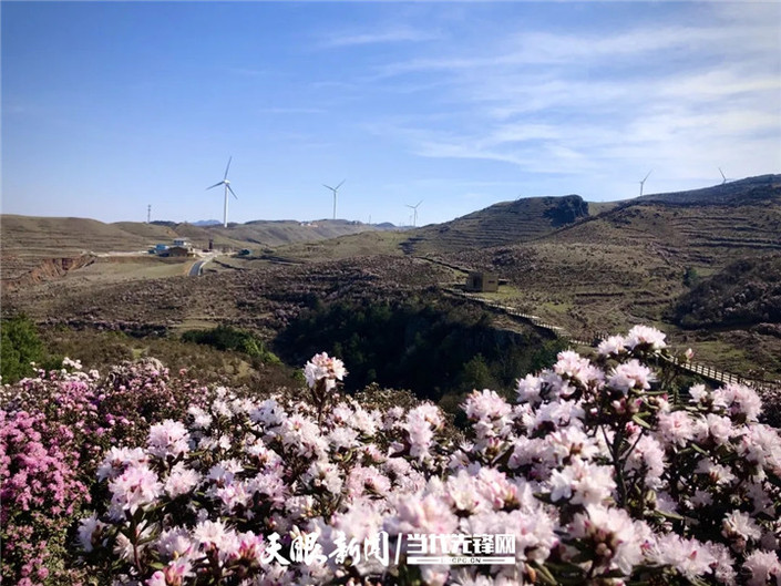 （旅游）乌蒙大草原：杜鹃花开春意浓 草原风光美