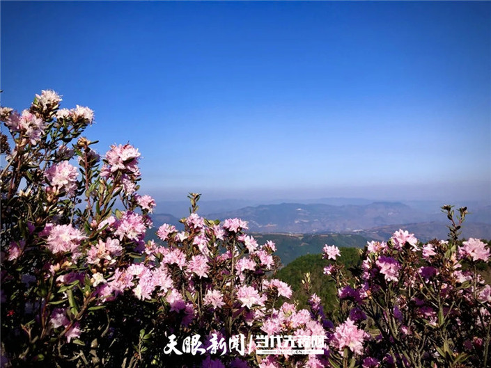 （旅游）乌蒙大草原：杜鹃花开春意浓 草原风光美