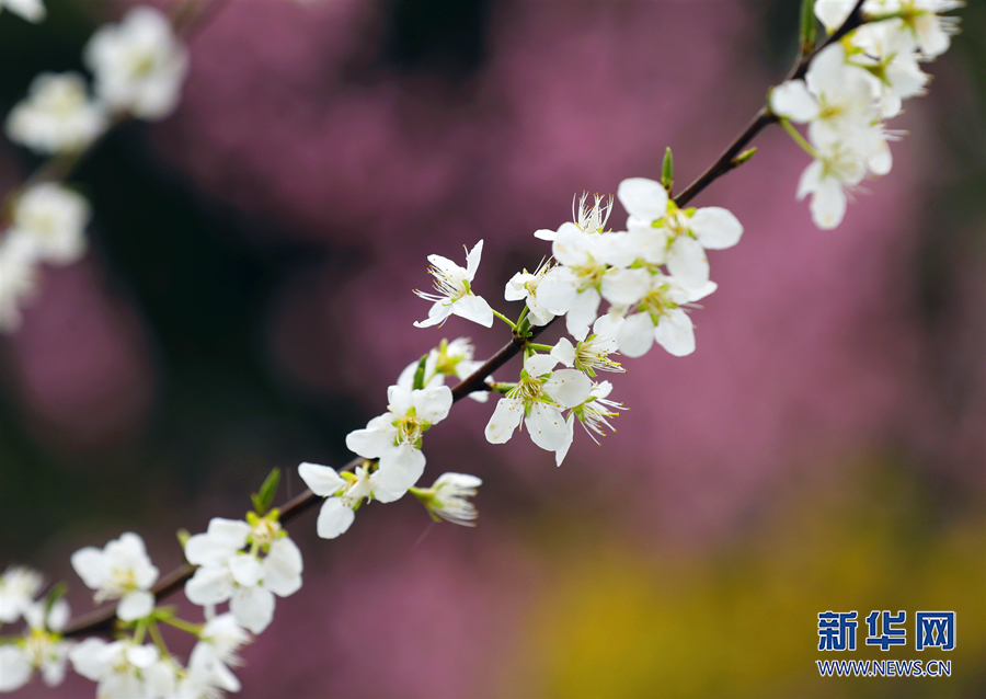 【城市远洋】三月山城春光好 梁平赏花正当时