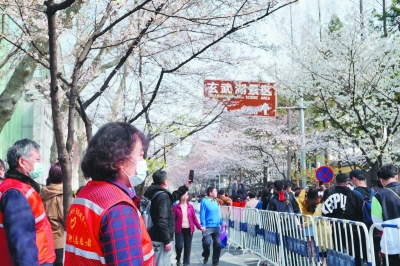 樱花大道“红马甲” 守护樱花美如画