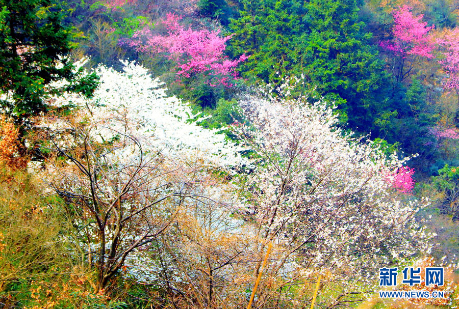 广西全州：山樱花开烂漫时