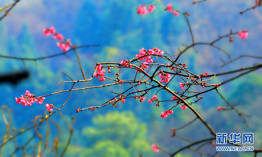 广西全州：山樱花开烂漫时