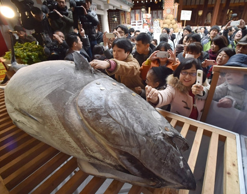 日本一神社供奉金枪鱼 民众贴香钱求财运(图)