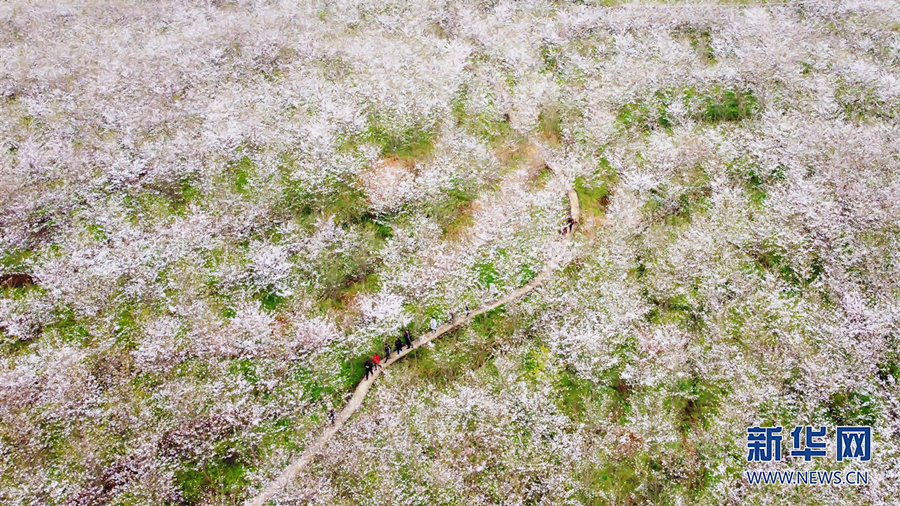 【城市远洋】三月山城春光好 梁平赏花正当时