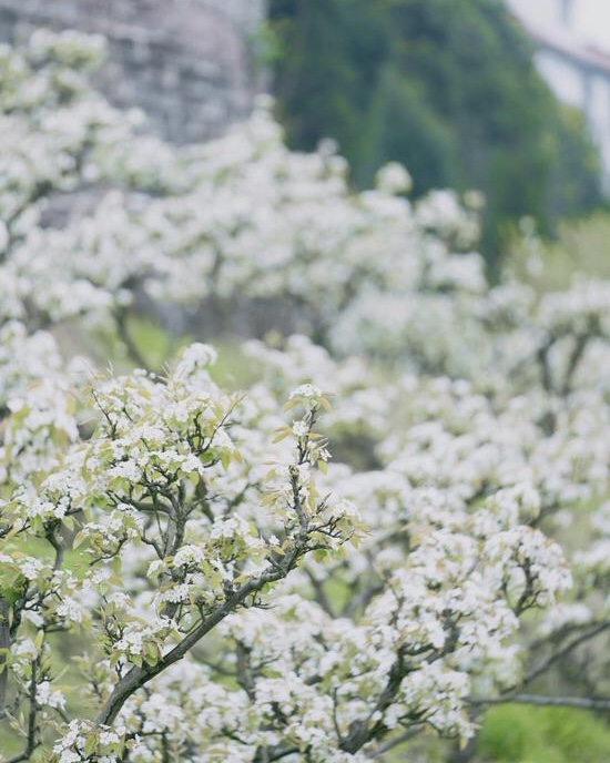 【初审】【原创】【B】重庆渝北茨竹镇放牛坪村第十一届梨花节举行