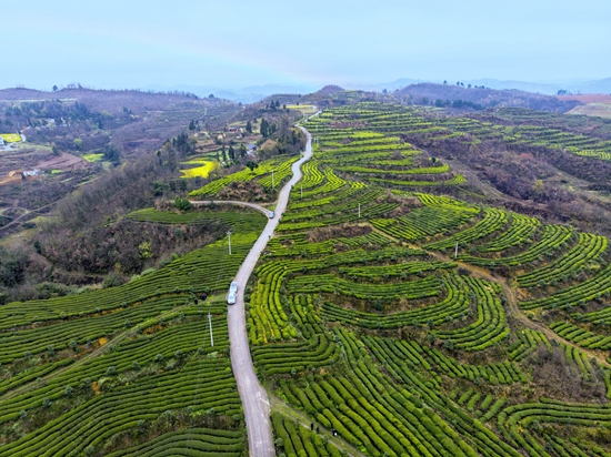 贵州毕节金沙：税务送春风 飘香采茶忙_fororder_金沙贡茶种植基地（摄影：梁栋）