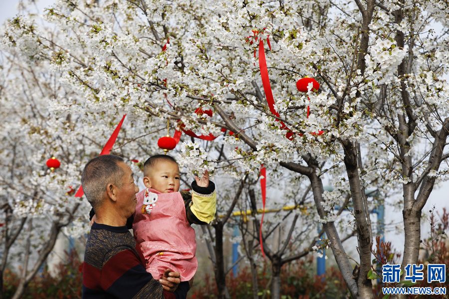 平顶山宝丰：樱花盛开扮靓乡村