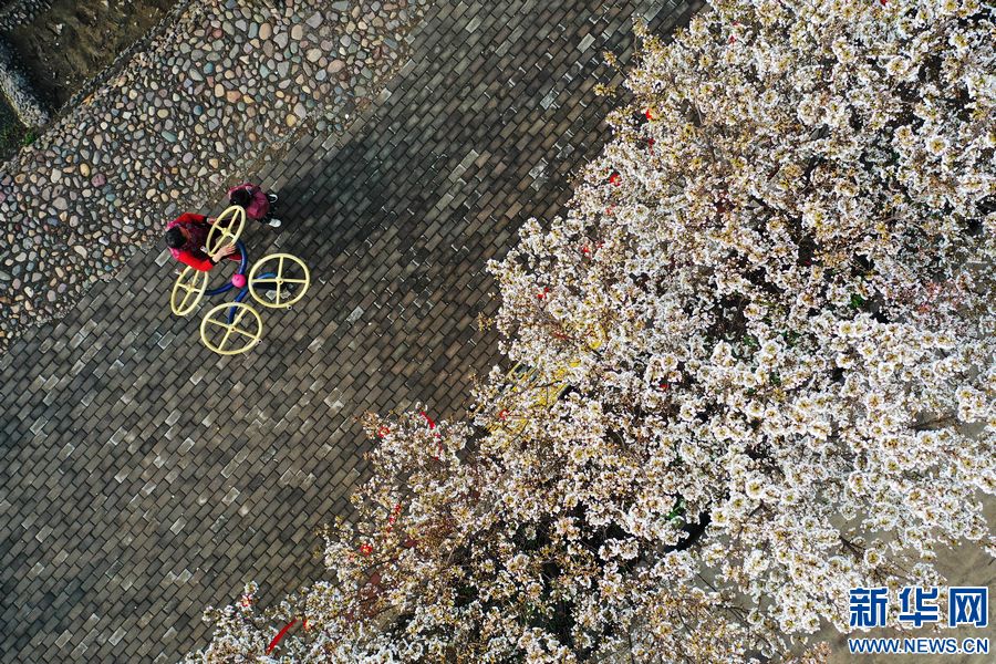 平顶山宝丰：樱花盛开扮靓乡村