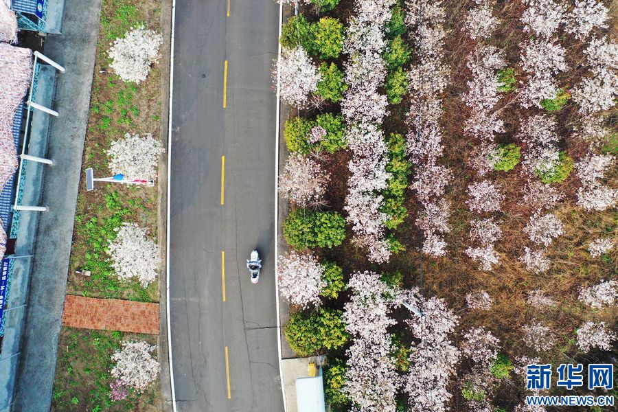 平顶山宝丰：樱花盛开扮靓乡村