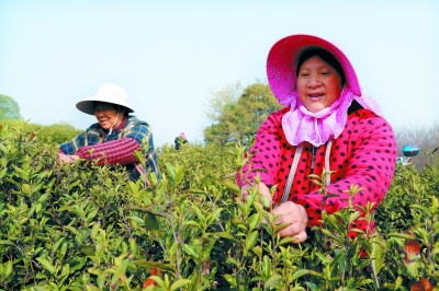 南京高淳春茶开采