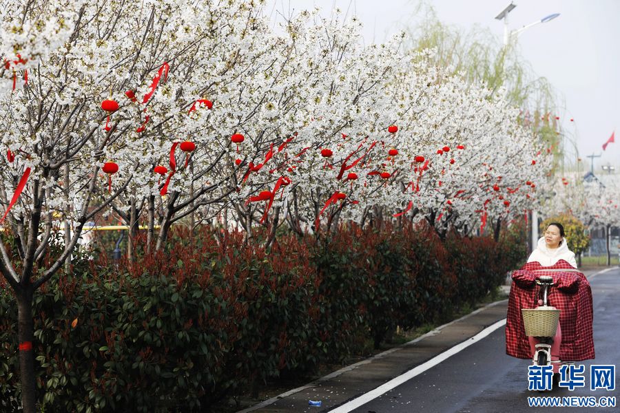 平顶山宝丰：樱花盛开扮靓乡村