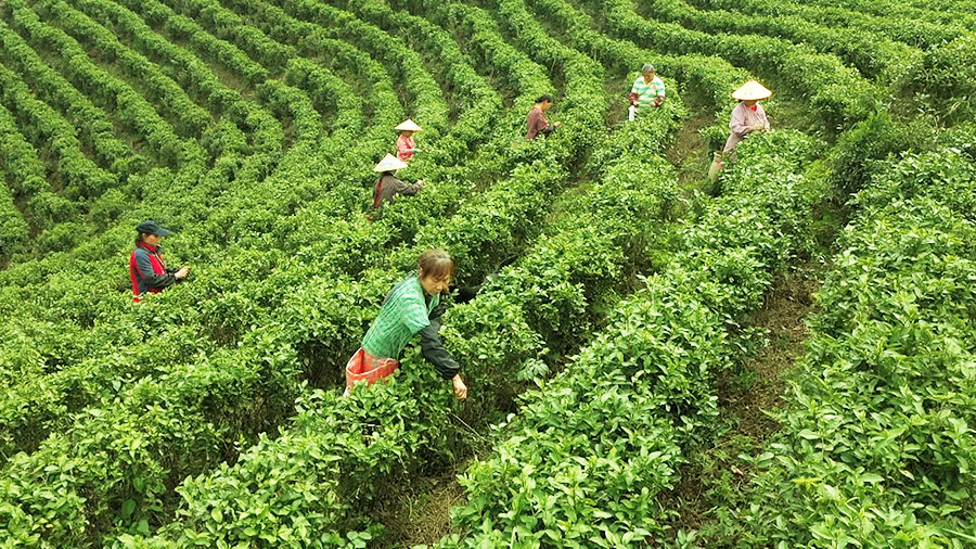 春风十里，春茶吐绿