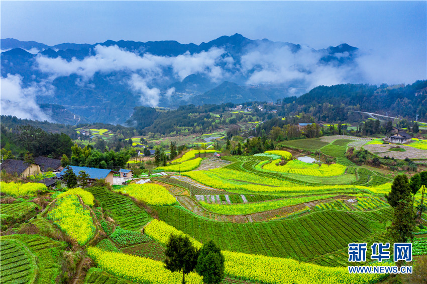 花开牛洞坪 湖北巴东梯田花海风景如画