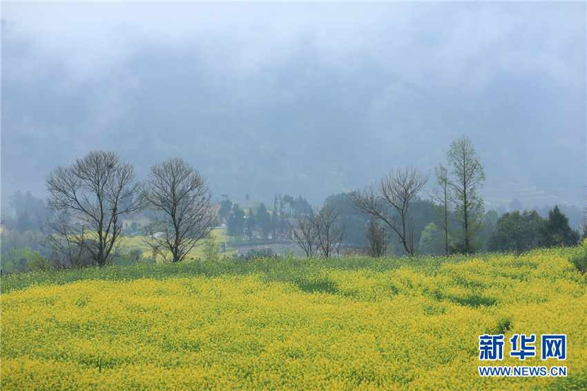 花开牛洞坪 湖北巴东梯田花海风景如画