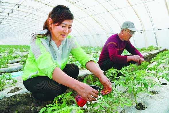 春暖时节授粉忙