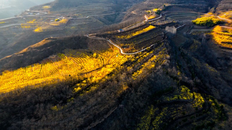 豫西伏牛山：连翘花金黄满山 彩虹路助民致富