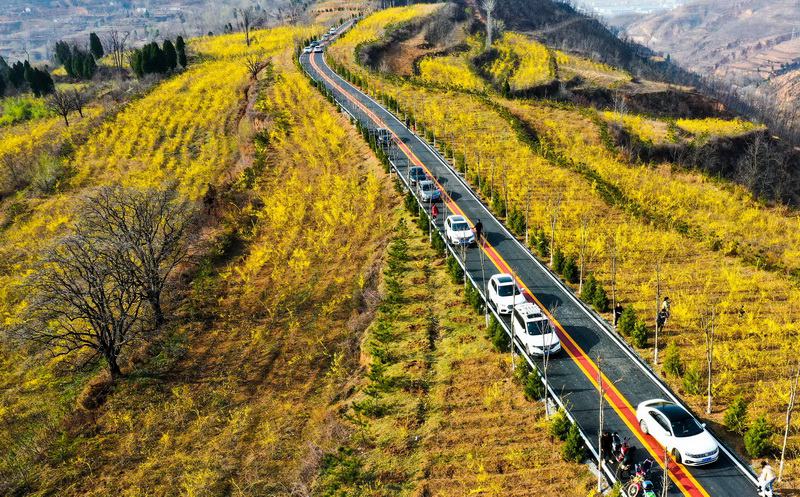 豫西伏牛山：连翘花金黄满山 彩虹路助民致富