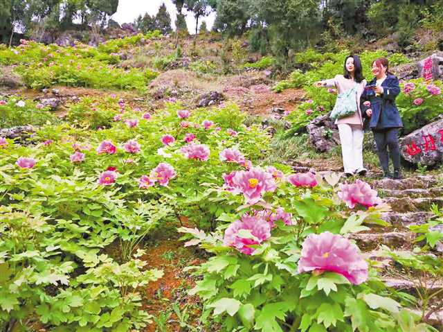 赏花游促进文旅市场强劲复苏