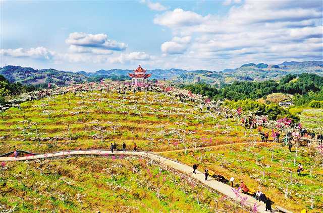 赏花游促进文旅市场强劲复苏