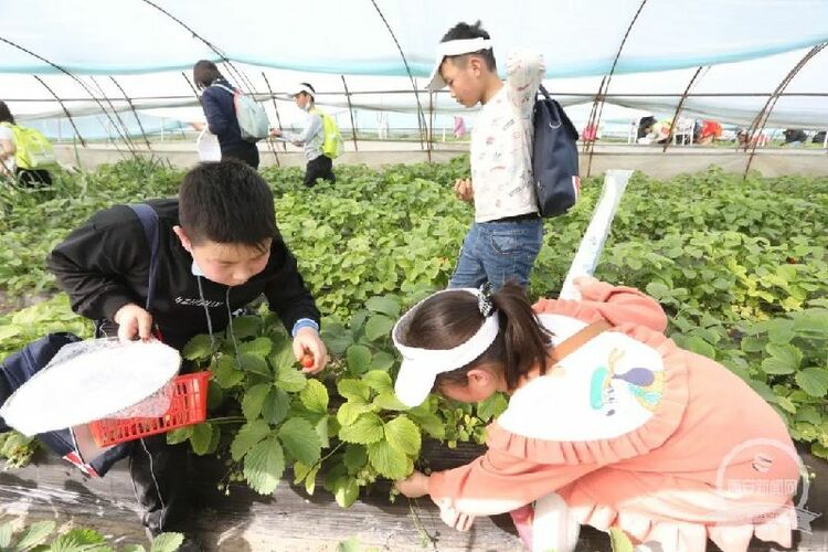 （转载）沣西新城首届乡村振兴高峰论坛暨第二届草莓旅游节举行_fororder_b888e3ee189c21caa6dd27