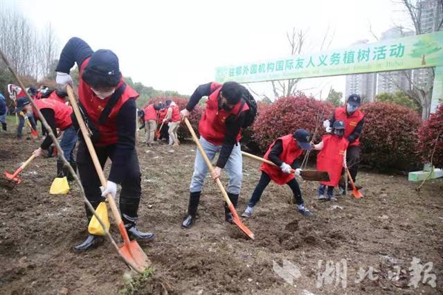 在鄂外国专家参加植树活动